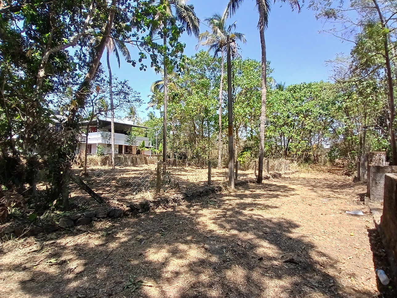 RWP244